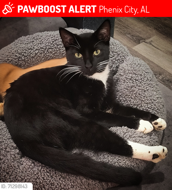 Lost Male Cat last seen Pine Valley Mobile  Park, Phenix City, AL 36870
