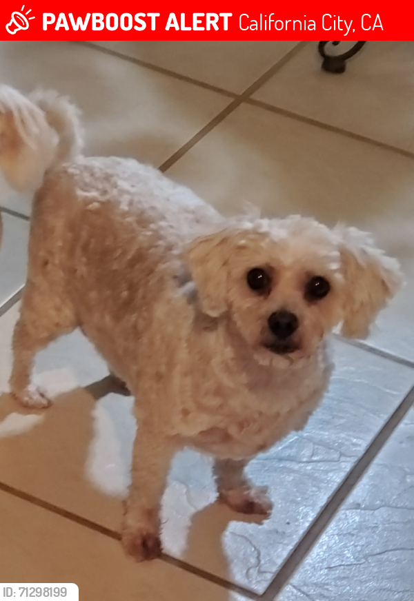 Lost Male Dog last seen Fernwood, California City, CA 93505