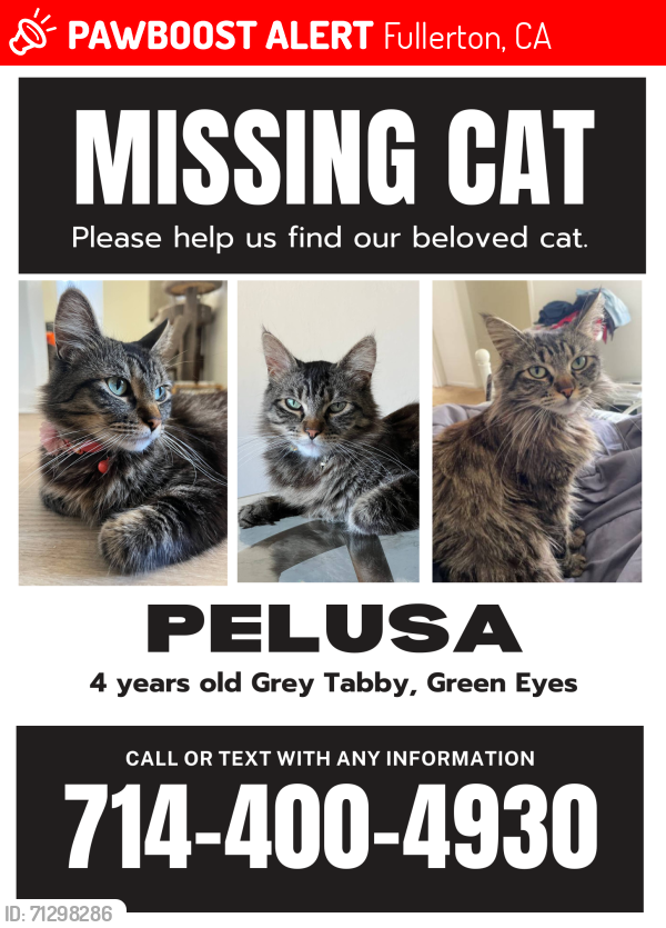 Lost Female Cat last seen Fern drive and Delphine place, Fullerton, CA 92833
