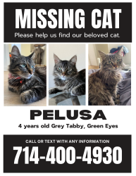 Lost Female Cat last seen Fern drive and Delphine place, Fullerton, CA 92833