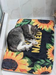 Lost Male Cat last seen Father Hurley and Hopkins Rd., Germantown, MD 20874