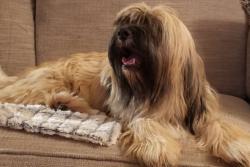 Lost Female Dog last seen Farmington Woods , Raleigh, Garner, NC 27529