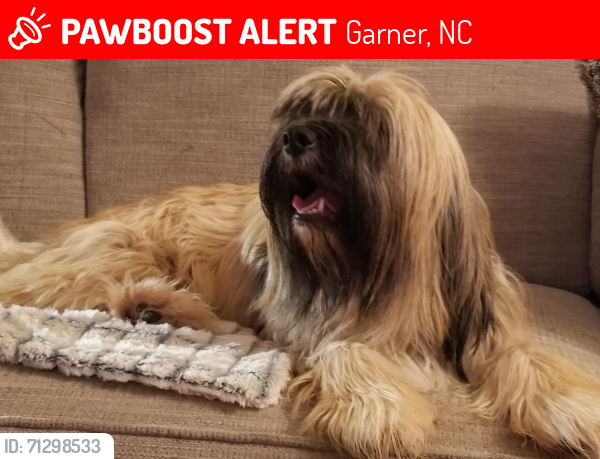 Lost Female Dog last seen Farmington Woods , Raleigh, Garner, NC 27529