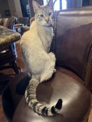 Lost Male Cat last seen Near Carbondale Ct ,Midland,Tx, Midland, TX 79705