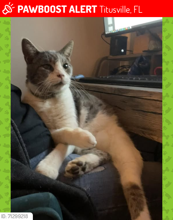Lost Male Cat last seen Singleton & Teal, Kirby, Barbara or Daryl Ter., Titusville, FL 32796
