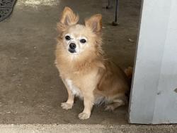 Lost Male Dog last seen Fm 217 Gatesville tx, Gatesville, TX 76528