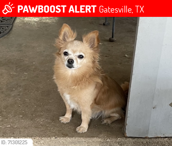 Lost Male Dog last seen Fm 217 Gatesville tx, Gatesville, TX 76528