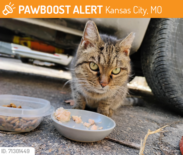 Found/Stray Female Cat last seen 37th St and 37th and wyandotte, Kansas City, MO 64111