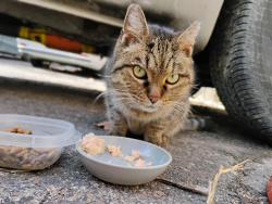 Found/Stray Female Cat last seen 37th St and 37th and wyandotte, Kansas City, MO 64111