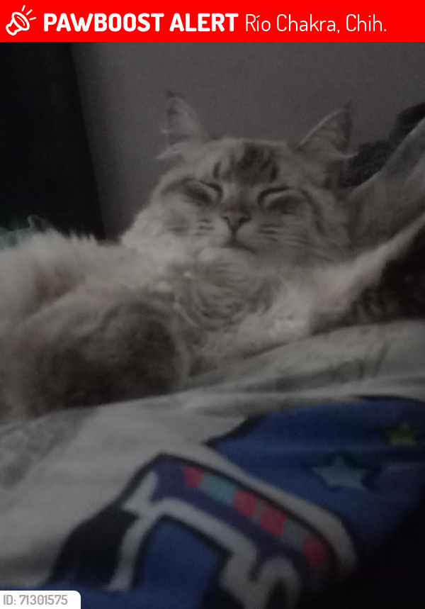 Lost Male Cat last seen Río nilo, Río Chakra, Chih. 31184