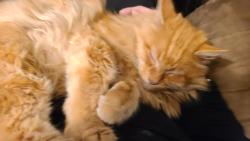 Lost Male Cat last seen Se 226th Pl, 1 block off 116th st. East Hill Meridian , Kent, WA 98042