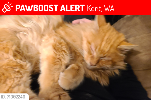 Lost Male Cat last seen Se 226th Pl, 1 block off 116th st. East Hill Meridian , Kent, WA 98042