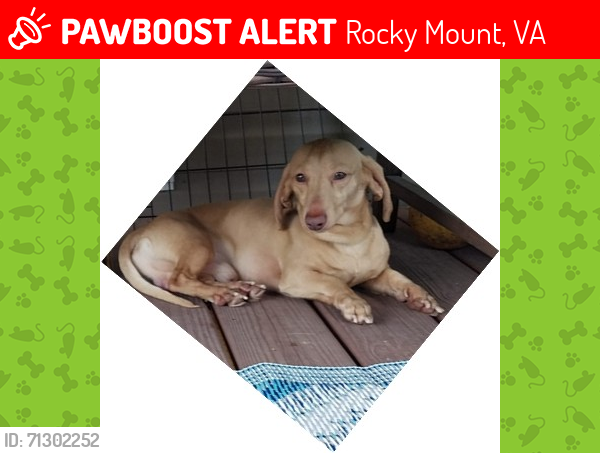 Lost Male Dog last seen Near Cassell Dr, Rocky Mount VA 24151, Rocky Mount, VA 24151