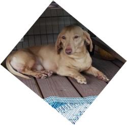 Lost Male Dog last seen Near Cassell Dr, Rocky Mount VA 24151, Rocky Mount, VA 24151