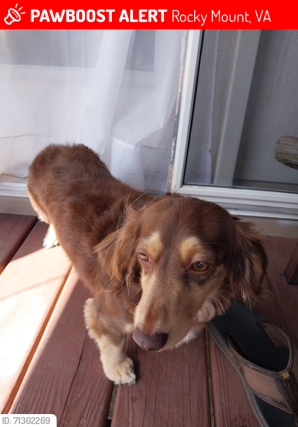Lost Female Dog last seen Near Cassell Dr, Rocky Mount VA 24151, Rocky Mount, VA 24151