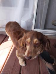 Lost Female Dog last seen Near Cassell Dr, Rocky Mount VA 24151, Rocky Mount, VA 24151