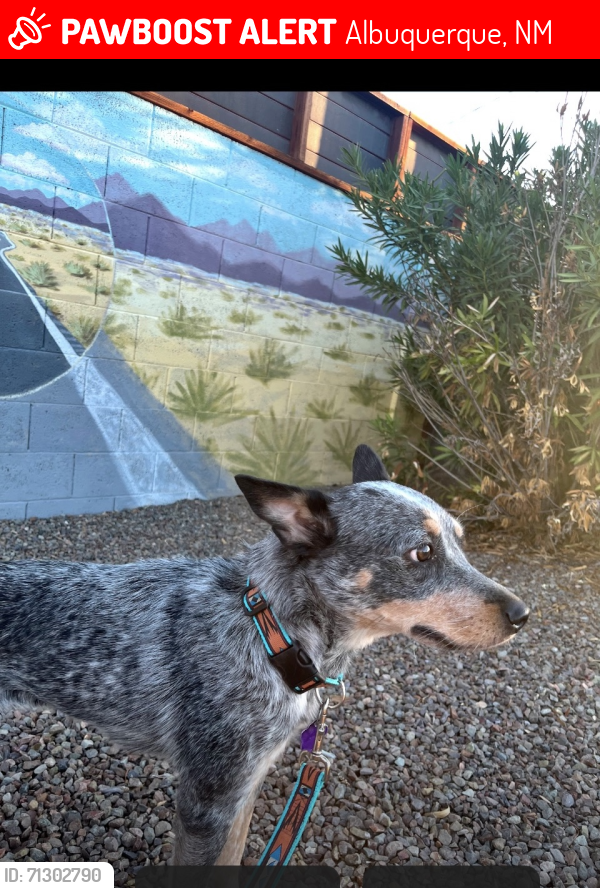 Albuquerque, NM Lost Female Dog, Lulu Is Missing PawBoost
