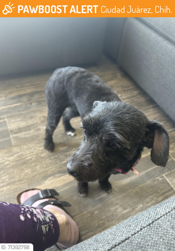 Found/Stray Female Dog last seen  cel, Ciudad Juárez, Chih. 79915