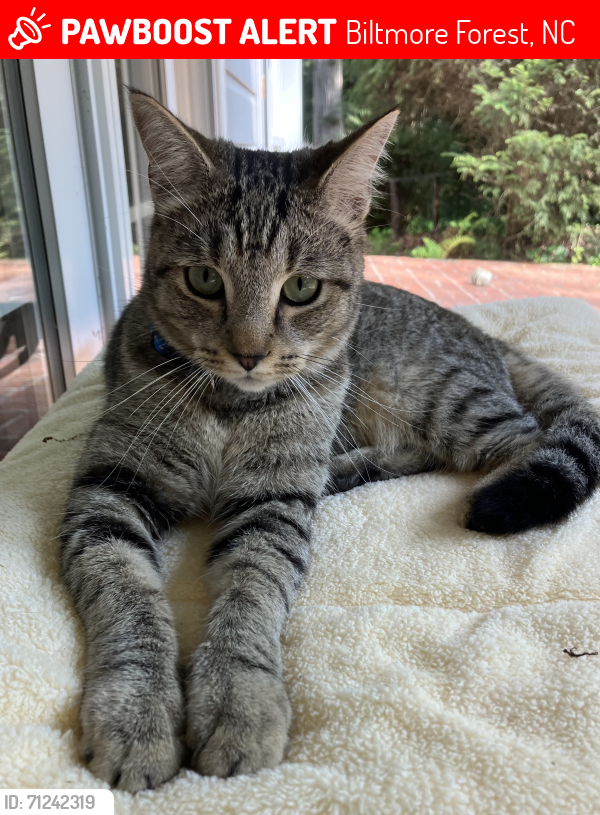 Lost Male Cat last seen Vanderbilt Rd and Cedarcliff Rd, Biltmore Forest, NC 28803