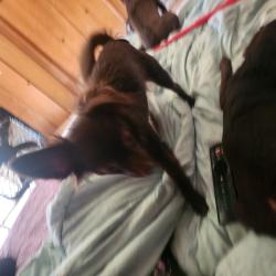 Lost Female Dog last seen Marlow rd , Grayson County, TX 75414