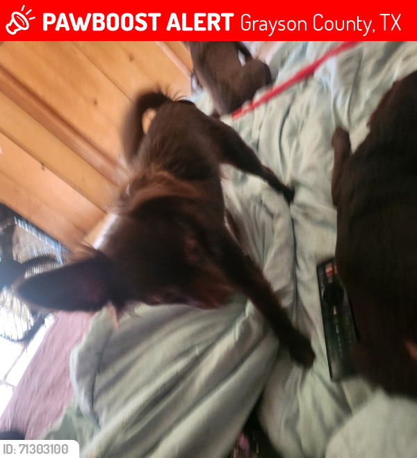 Lost Female Dog last seen Marlow rd , Grayson County, TX 75414