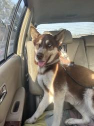 Lost Female Dog last seen City terrace, Los Angeles, CA 90063