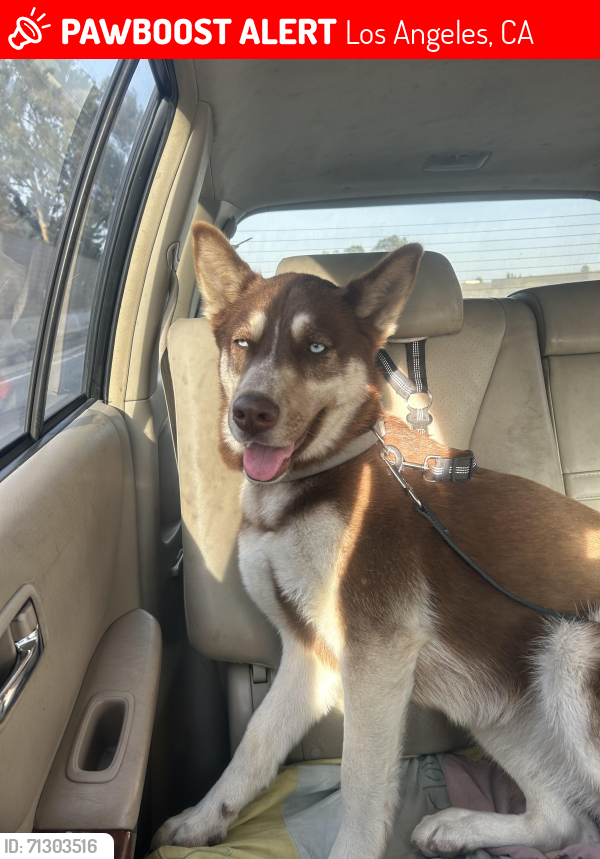 Lost Female Dog last seen City terrace, Los Angeles, CA 90063
