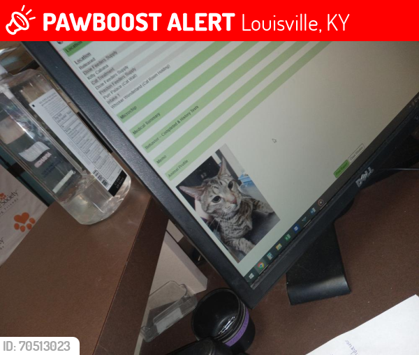 Lost Male Cat last seen Olde third street louisville ky 40272, Louisville, KY 40272