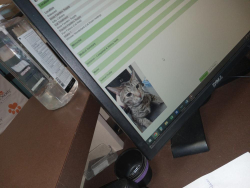 Lost Male Cat last seen Olde third street louisville ky 40272, Louisville, KY 40272