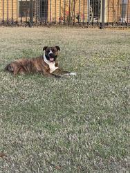 Reunited Unknown Dog last seen Ralston Branch Way behind Percy Street along the small lake in Telfair, Sugar Land, TX 77479