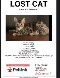 Lost Male Cat last seen Sorrel tree lane and wisteria, Elgin, SC 29045
