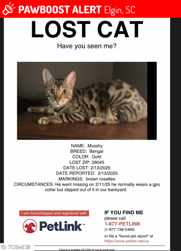 Lost Male Cat last seen Sorrel tree lane and wisteria, Elgin, SC 29045