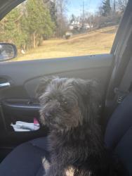 Lost Male Dog last seen Quik trip intersection on Lauren’s rd, Greenville, SC 29607
