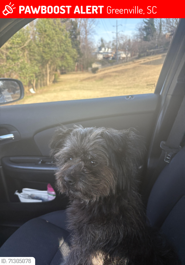 Lost Male Dog last seen Quik trip intersection on Lauren’s rd, Greenville, SC 29607