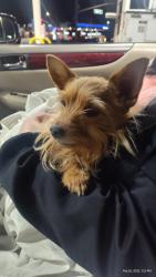Reunited Female Dog last seen Pepper tree, Antioch, CA 94509