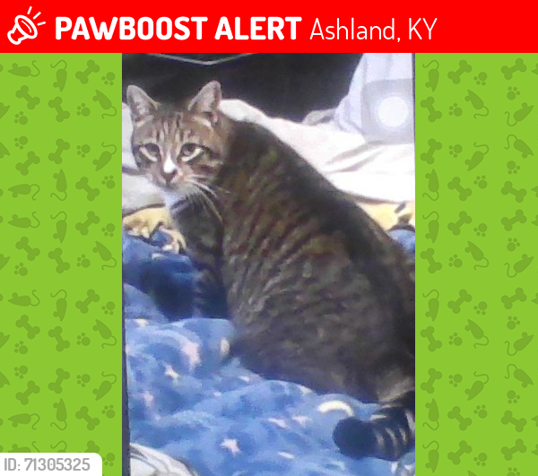 Lost Male Cat last seen Cedar Knoll Subdivision, Ashland, KY 41102