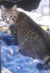 Lost Male Cat last seen Cedar Knoll Subdivision, Ashland, KY 41102