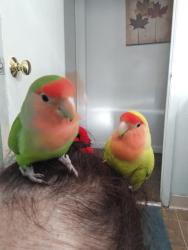 Lost Male Bird last seen Third and Rodeo avenue and fourth and Mahoney , Rodeo, CA 94572