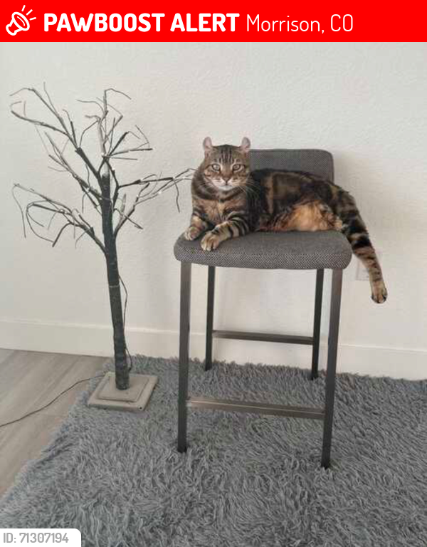 Lost Female Cat last seen Little Canyon Dr and Willow Springs Dr, Morrison, CO 80465