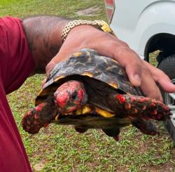 Lost Female Reptile last seen Rainbow pt gray oak wildermuth, Homosassa, FL 34446