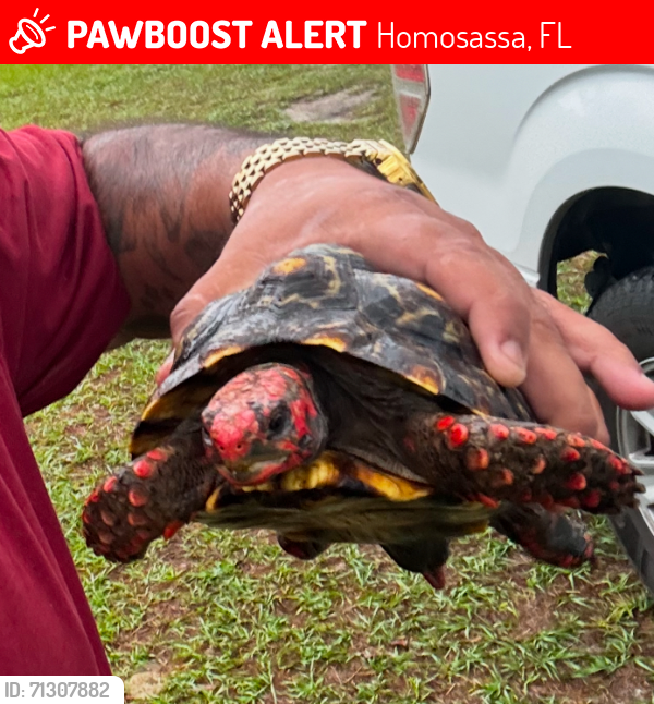 Lost Female Reptile last seen Rainbow pt gray oak wildermuth, Homosassa, FL 34446
