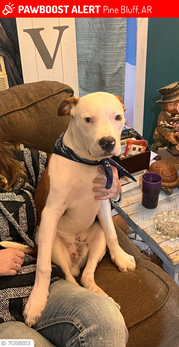 Lost Male Dog last seen Near ryburn road, Pine Bluff, AR 71603