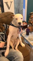 Lost Male Dog last seen Near ryburn road, Pine Bluff, AR 71603