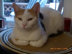 Lost Female Cat last seen 20-26 and Ward in Delaware subdivision, Caldwell, ID 83605