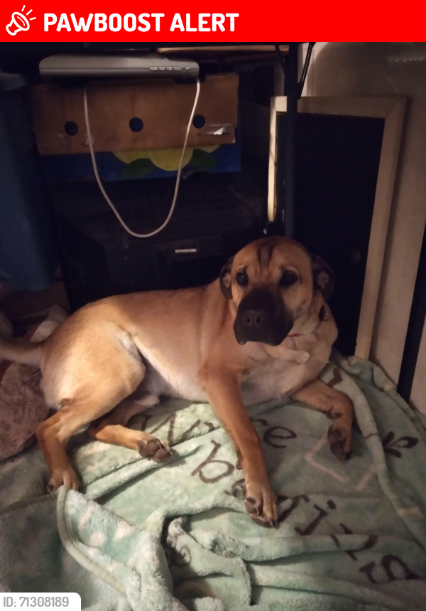 Lost Male Dog last seen Rouggly Road off of Hwy JJ, Marion Township, MO 63087