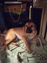 Lost Male Dog last seen Rouggly Road off of Hwy JJ, Marion Township, MO 63087