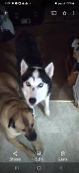 Lost Female Dog last seen Rouggly Road off of Hwy JJ, Marion Township, MO 63087