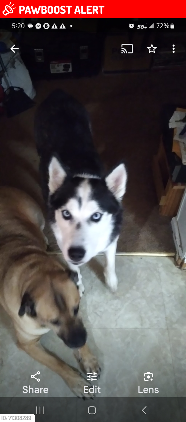 Lost Female Dog last seen Rouggly Road off of Hwy JJ, Marion Township, MO 63087