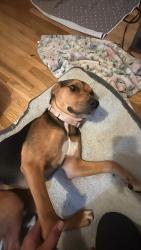 Reunited Female Dog last seen Cameron Park, West Covina, CA 91790