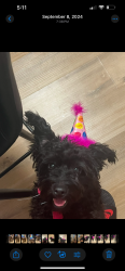 Lost Female Dog last seen Hudson , Columbus, OH 43211